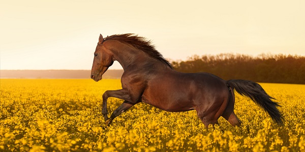 Sonhos Significado: sonhar com Cavalo Voando