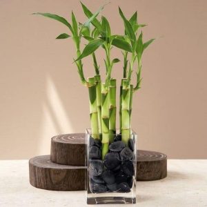 10 Plantas positivas do Feng Shui: Conheça seus benefícios