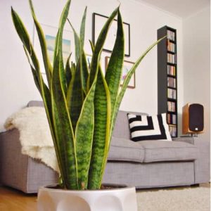 10 Plantas positivas do Feng Shui: Conheça seus benefícios