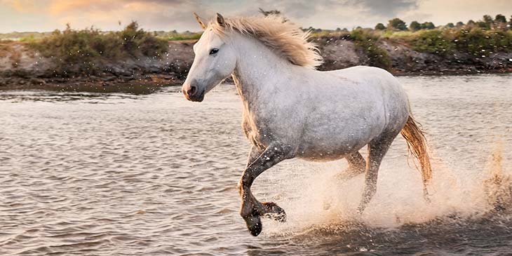 Sonhar com cavalo – Descubra os significados